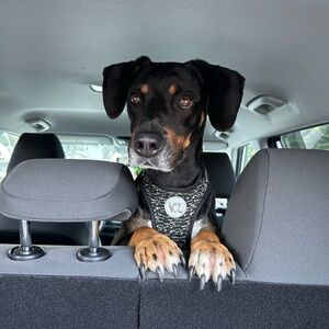 Meet your Posher, Nicholas